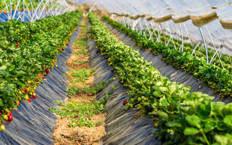 Fruit farming. Интенсивное овощеводство. Овощные, фруктовые фермы. Ферма Dearnsdale Fruit. Фруктовые ферма в Европе.