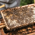 Մեղուների մարող բզզոցն ու  մեղրի ցածր բերքը