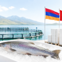 Հայկական ձուկը նոր շուկա ունի․