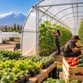 Մասիսում ընտրված շահառուներին կտրամադրվեն 300 քմ ջերմոցներ