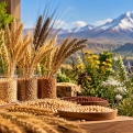 Հայաստանի վայրի ցորենի տեսակները ներկայացվել են COP17-ի կանաչ գոտում